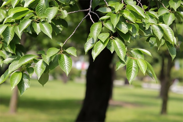 梁字取名寓意，梁字取名的寓意女孩
