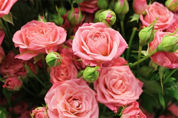 叶姓好听稀少的女孩名字