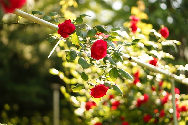 影字辈女孩取名大全