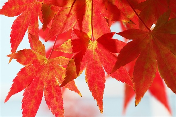 2025年宝宝起名宝典：150个出自论语的好名字