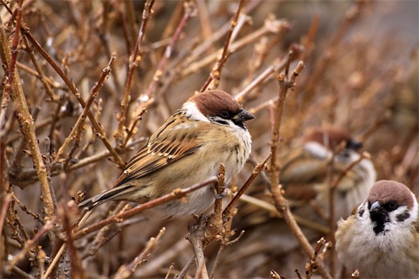 近代爱国励志名言大全 爱国励志名言