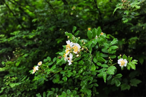 分享的名言66句