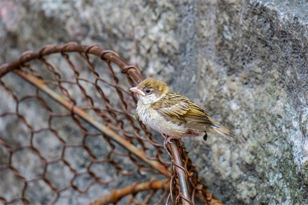 近代爱国名言大全