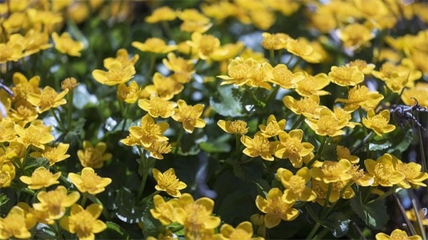 科技创新的名言45句