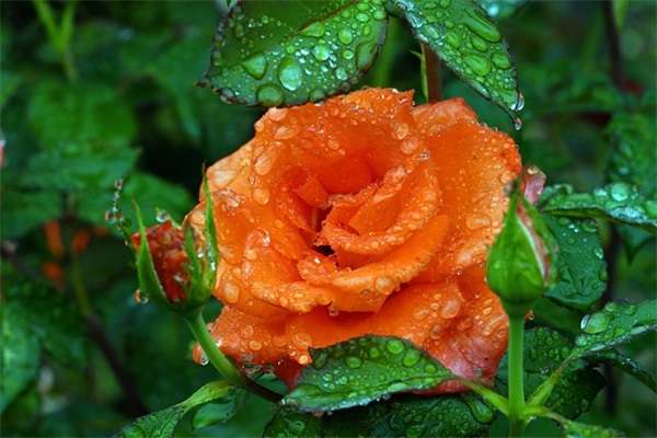 有关论语的名言117句