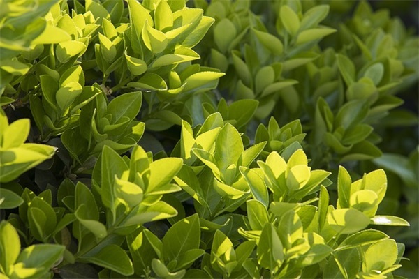 高中英语名言名句谚语