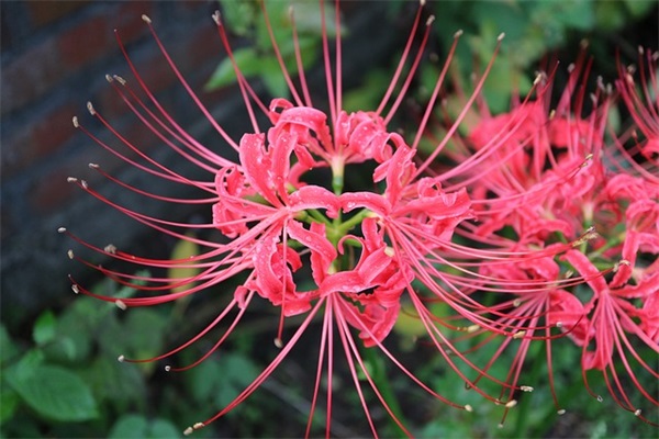 缅怀革命先烈的名言41句