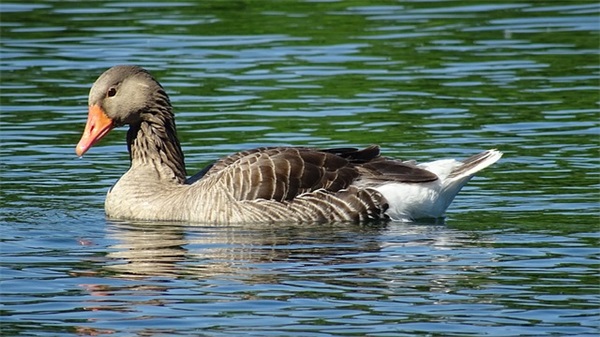 描写教师的名言85句