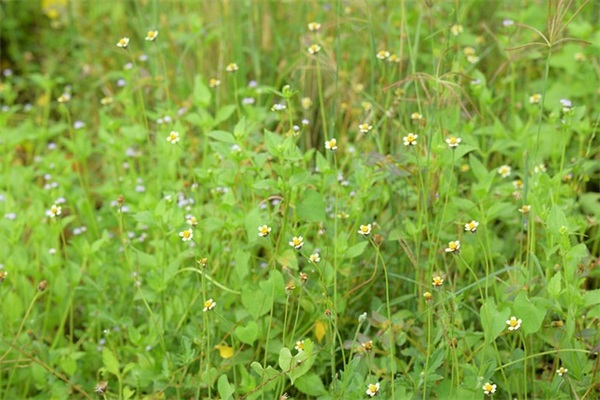 藏传佛教名言84句