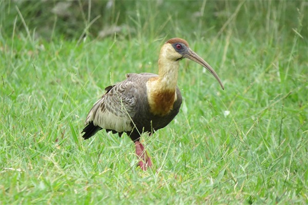 杏林子的名言48句