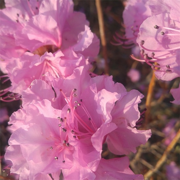 李大钊名人名言43句