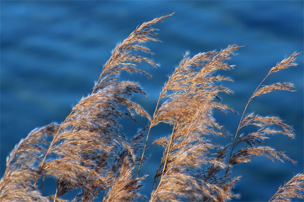 报效祖国的名人名言62句