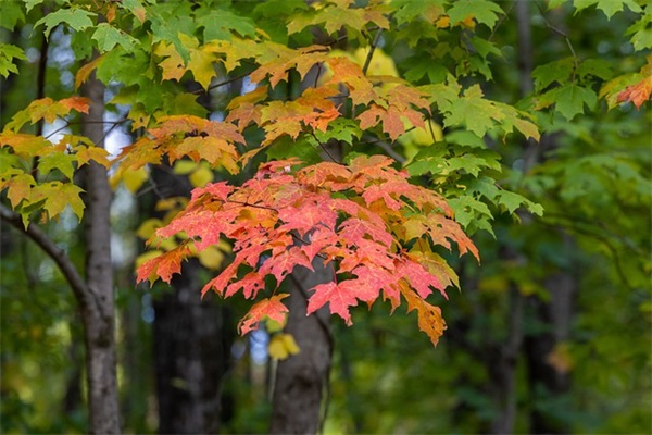 高端大气农副产品商标 旺财生财商标名字大全