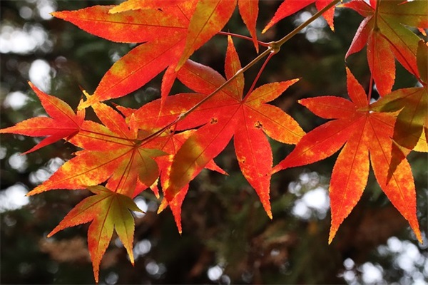 寓意公司发展好的名字 招四方之财企业名称推荐