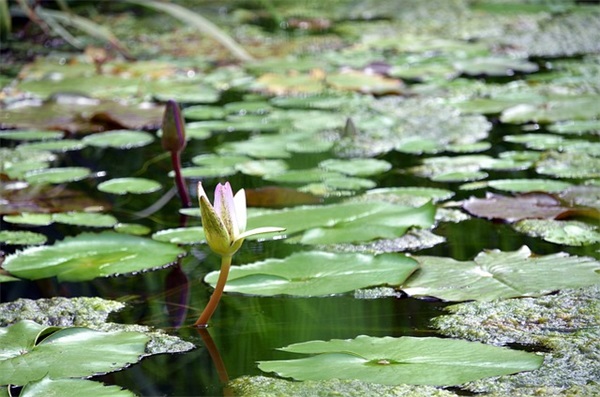 唯美好听女生网名