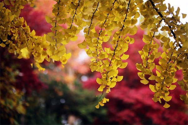 小网名女生简洁唯美