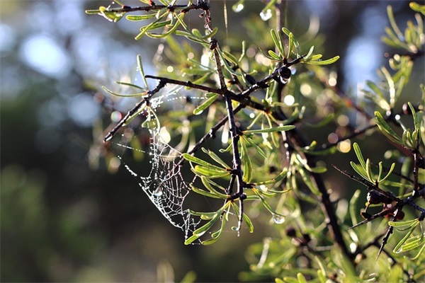微信网名带皇冠