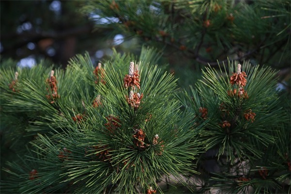 微信网名七个字励志