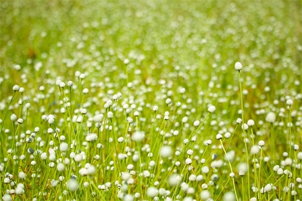 唯美网名小清新