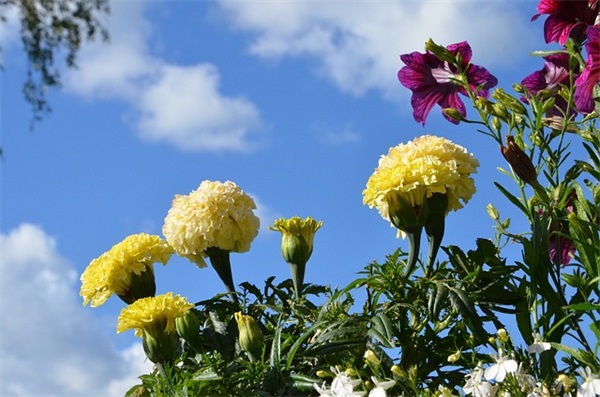 微信网名太阳花