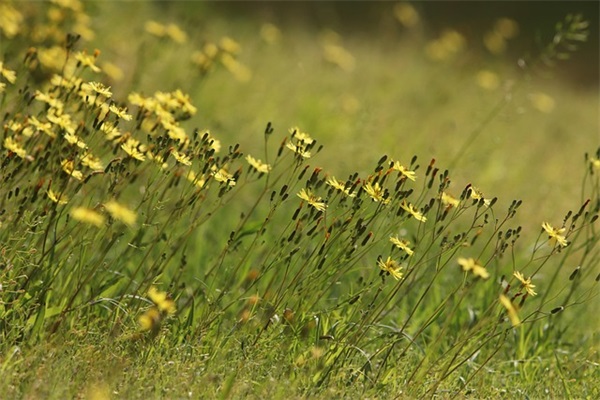 夏天的唯美网名