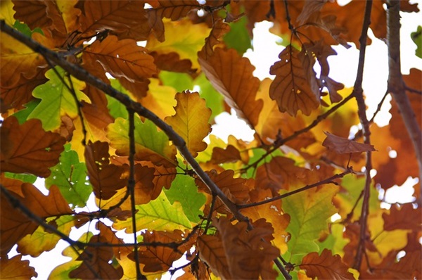 女生闺蜜唯美的网名