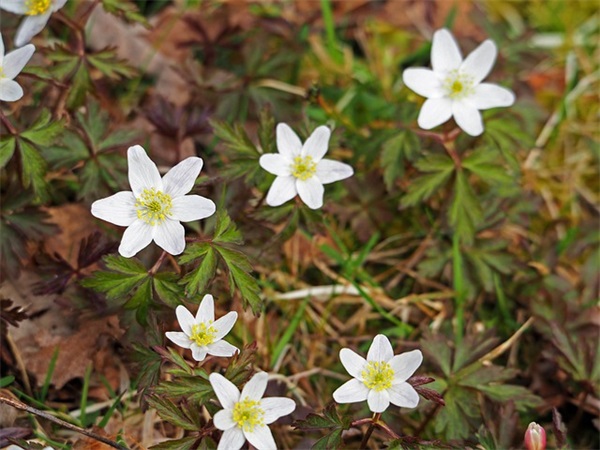 带秋字的网名唯美