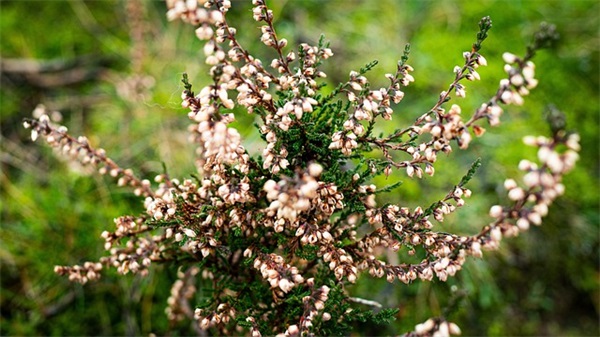 唯美网名女生长