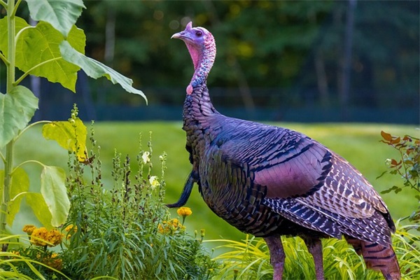 网名诗意古风唯美