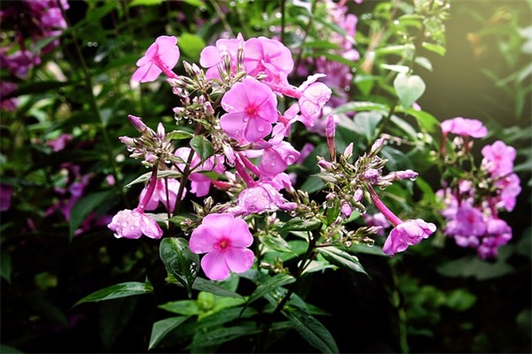 网名英文女生唯美