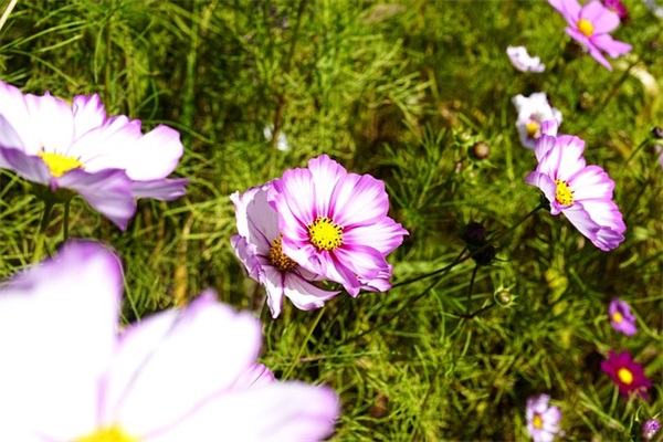 五个字的网名唯美古风