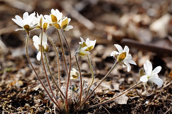 带什么灵儿的网名唯美