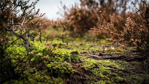 唯美浪漫的英文网名
