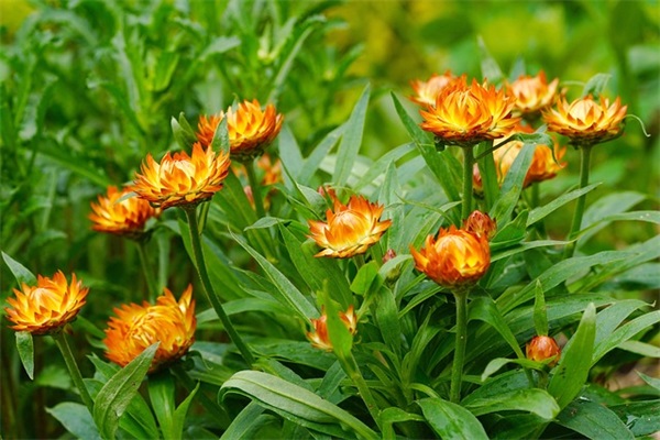 带有南字唯美女生网名