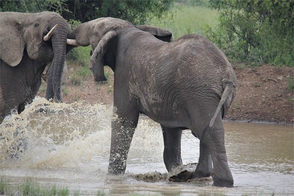 菠萝蜜是什么？