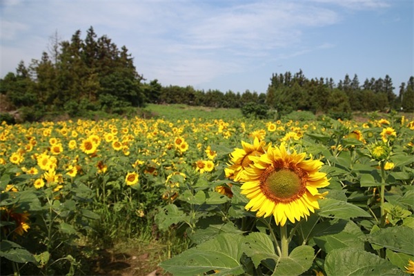 做葱花炒鸡蛋没有料酒可以用什么代替