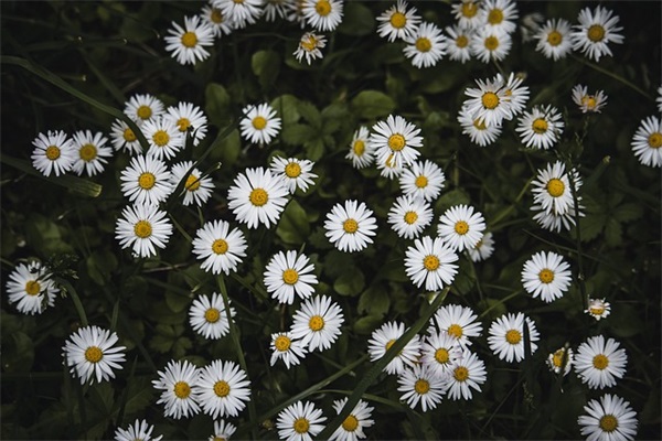 午餐肉是什么？如何制作和食用？