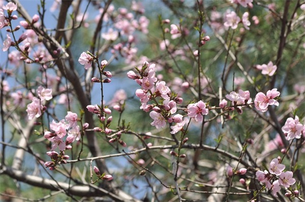 巧克力甜心是什么？如何制作？