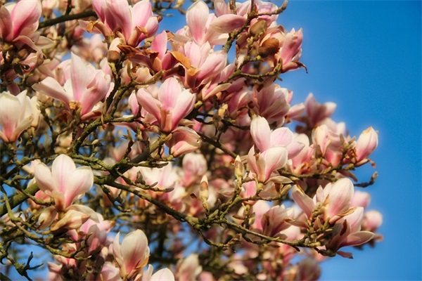 杠杆交易是什么意思？