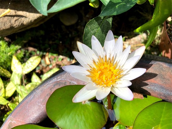 1664是什么？原理、特点和应用范围是什么？