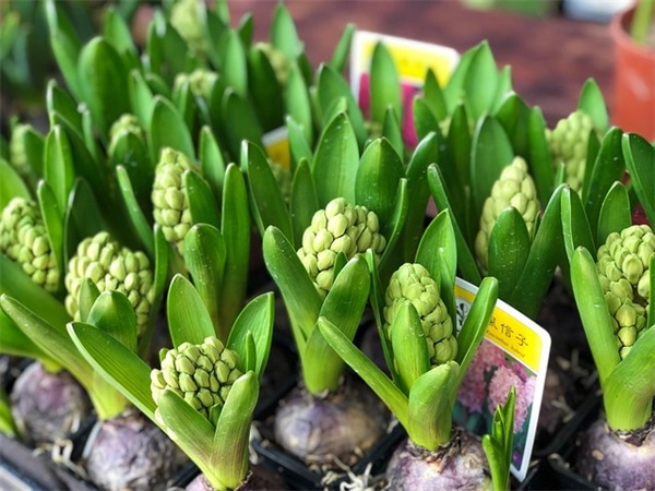 石锅鱼的做法是什么？