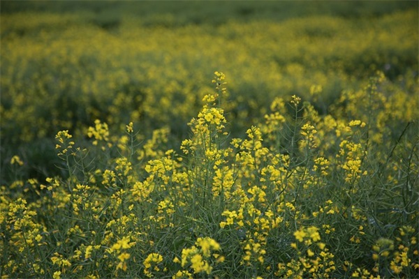 mon paris是什么牌子香水，香水按压器怎么拆