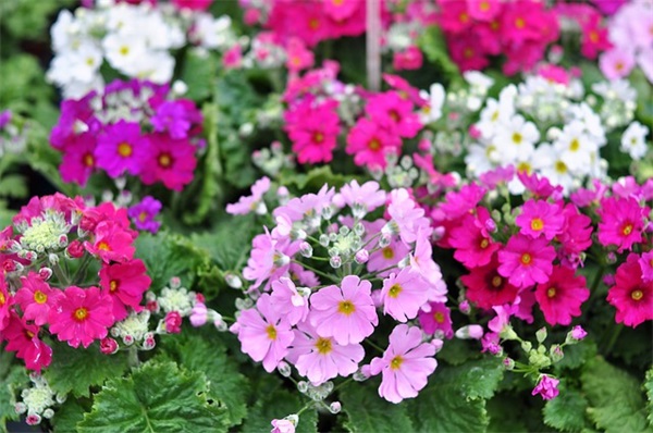 10万元能买什么车？