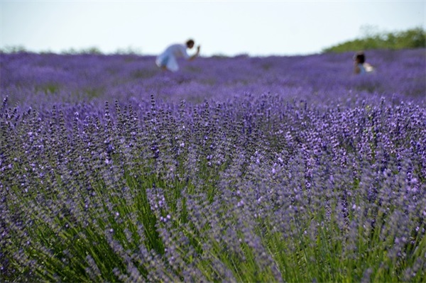 QQ糖布丁是什么？如何制作？