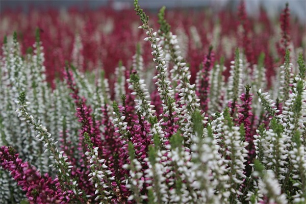 夏黑葡萄长什么样子？