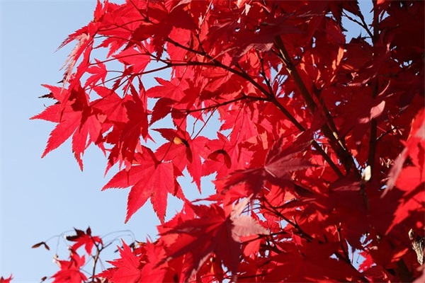 牛干巴是什么？