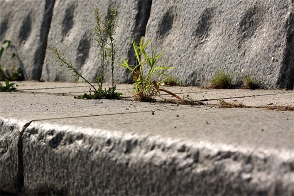 赤霞珠是什么葡萄？