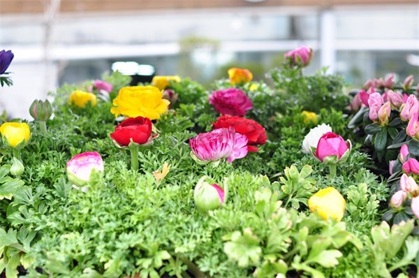 德牧锤系是什么意思