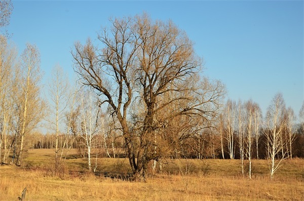 宫颈拭子有什么作用？