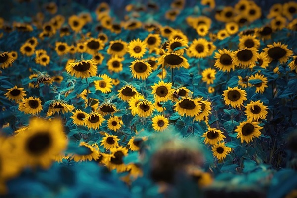 小管酱和小管酱油水有什么区别？